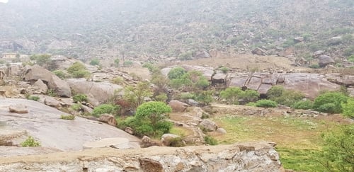 Acacia asak