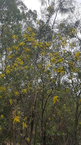 Acacia aulacocarpa (Hickory wattle) — photo
