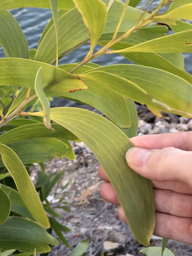 Acacia aulacocarpa