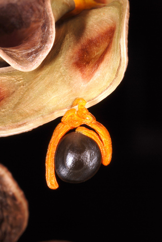 Acacia auriculiformis (Black wattle) — photo