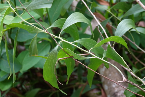Acacia auriculiformis (Black wattle) — photo