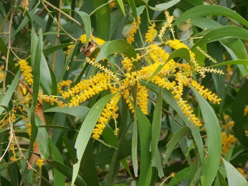 Acacia auriculiformis