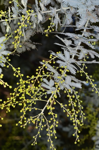 Acacia baileyana (Cootamundra wattle) — photo