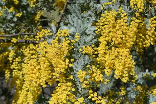 Acacia baileyana (Cootamundra wattle) — photo