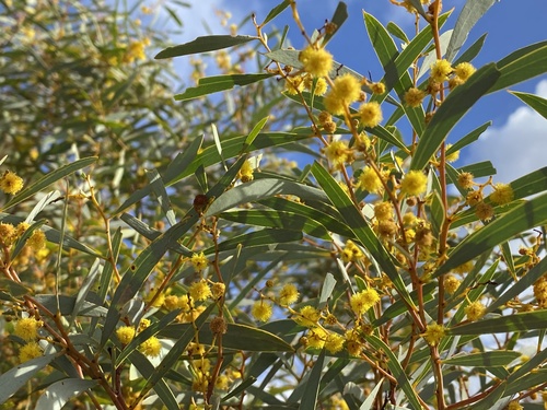Acacia beauverdiana (Bead wattle) — photo