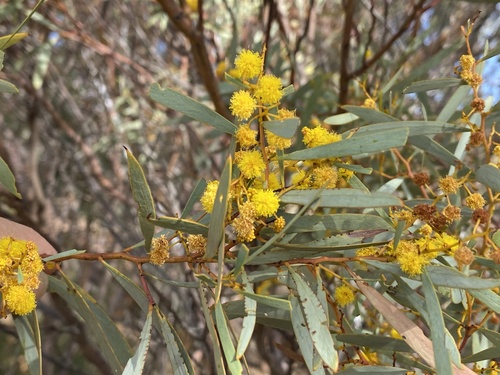 Acacia beauverdiana (Bead wattle) — photo