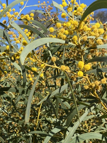 Acacia beauverdiana