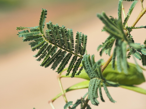 Acacia bidwillii (Corkwood wattle) — photo