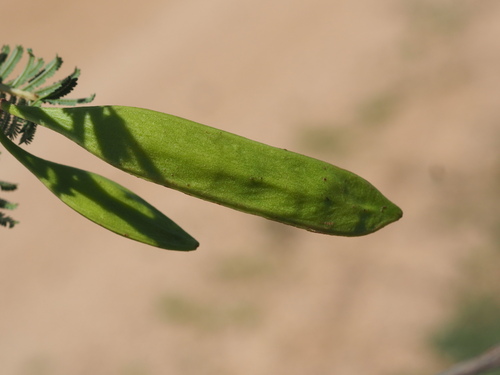 Acacia bidwillii (Corkwood wattle) — photo