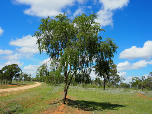 Acacia bidwillii