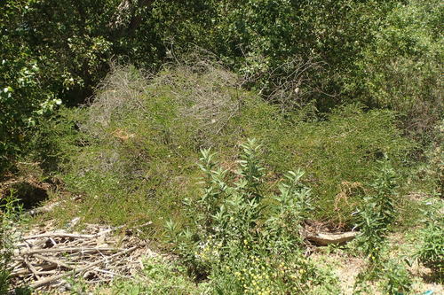 Acacia bivenosa (Dune wattle) — photo