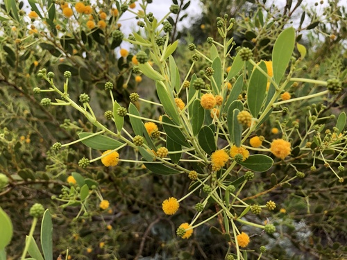 Acacia bivenosa (Dune wattle) — photo