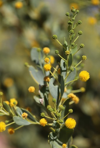 Acacia bivenosa