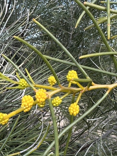 Acacia blakelyi — photo
