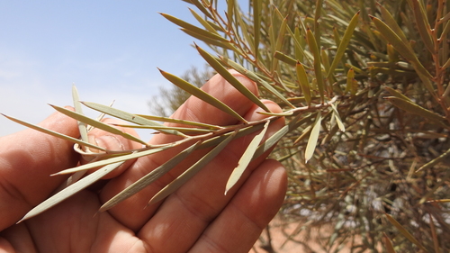 Acacia brachystachya (Umbrella mulga) — photo