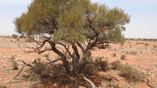 Acacia brachystachya (Umbrella mulga) — photo