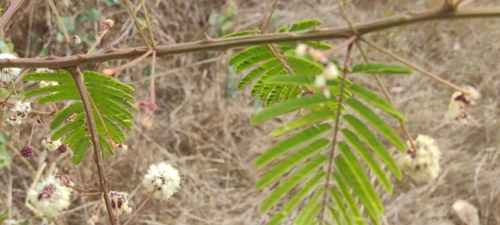 Acacia brevispica — photo