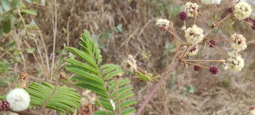Acacia brevispica — photo