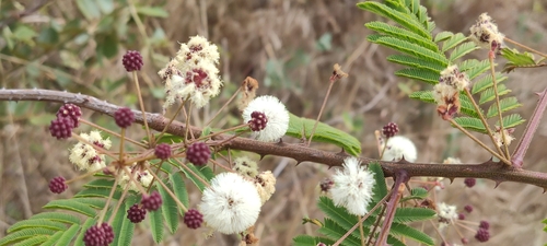 Acacia brevispica