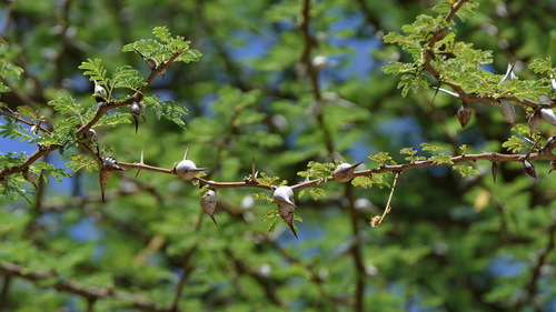 Acacia bussei