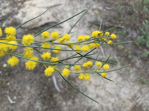 Acacia calamifolia (Reed-lea wattle) — photo