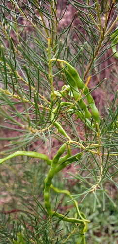 Acacia calamifolia (Reed-lea wattle) — photo