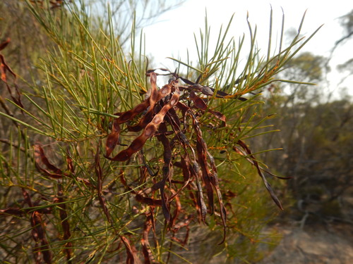 Acacia calamifolia