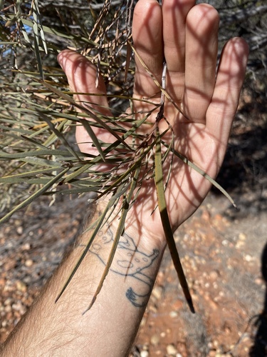 Acacia calcicola (Northern Myall) — photo