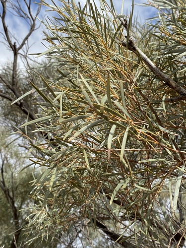 Acacia calcicola