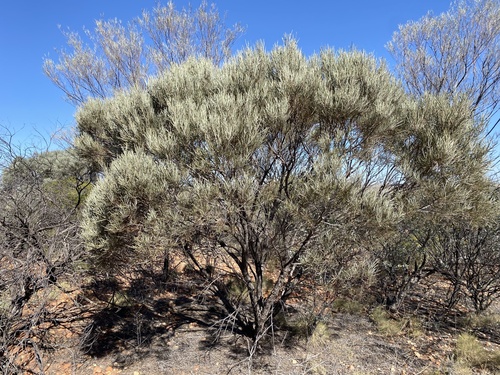 Acacia calcicola (Northern Myall) — photo