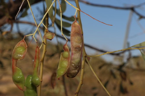Acacia cambagei (Gidgee) — photo