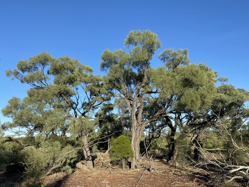Acacia cambagei (Gidgee) — photo