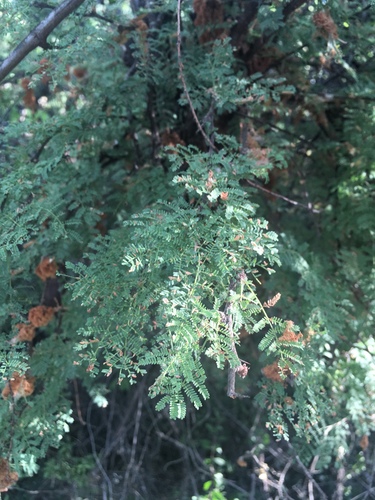 Acacia caven (Caven) — photo