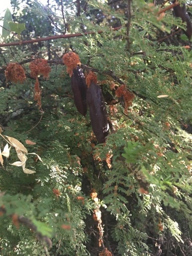 Acacia caven