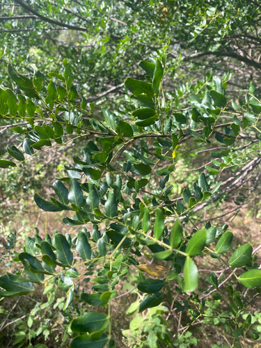 Acacia choriophylla (Tamarindillo) — photo