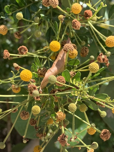 Acacia choriophylla (Tamarindillo) — photo