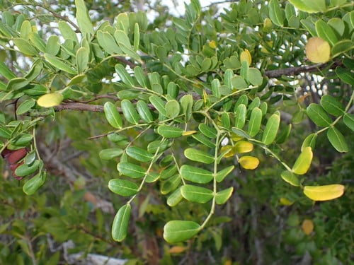 Acacia choriophylla