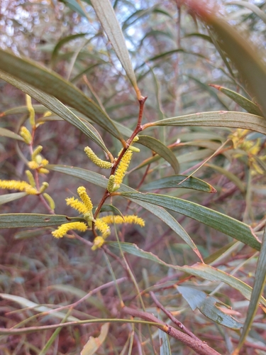 Acacia citrinoviridis (River jam) — photo