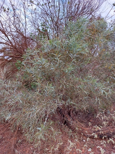 Acacia citrinoviridis (River jam) — photo