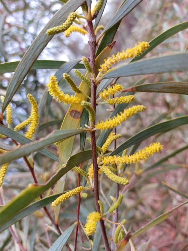 Acacia citrinoviridis