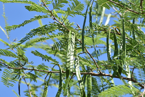 Acacia cochliacantha (Boat-spine acacia) — photo