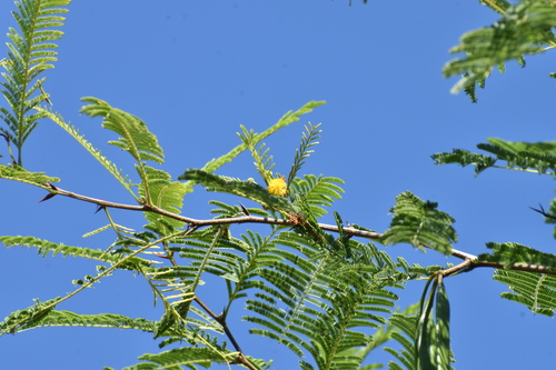 Acacia cochliacantha (Boat-spine acacia) — photo