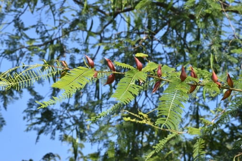 Acacia cochliacantha