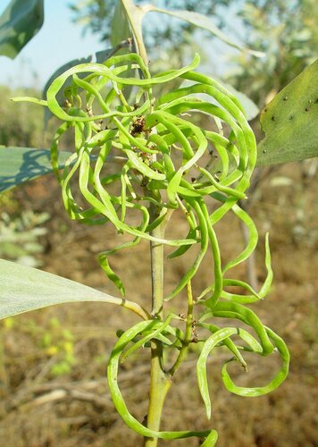 Acacia colei (Candelabra Wattle) — photo