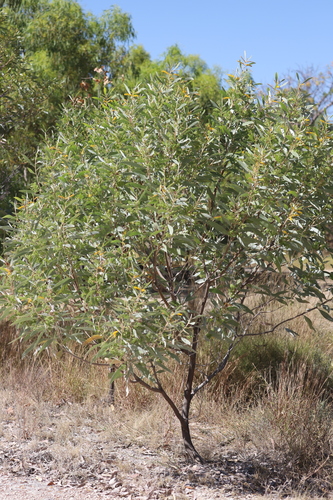 Acacia colei (Candelabra Wattle) — photo