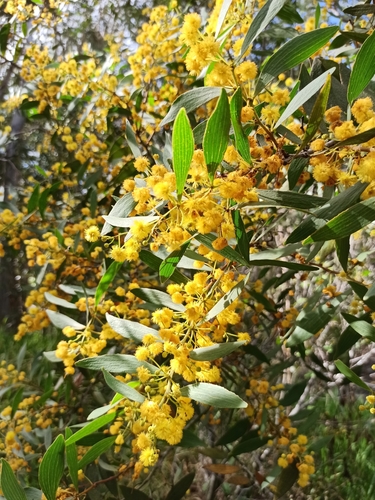 Acacia complanata (Flat-stemmed wattle) — photo