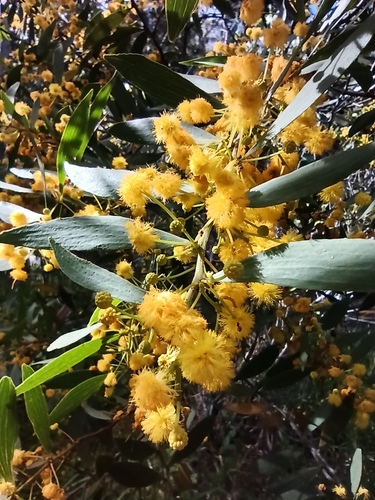 Acacia complanata (Flat-stemmed wattle) — photo