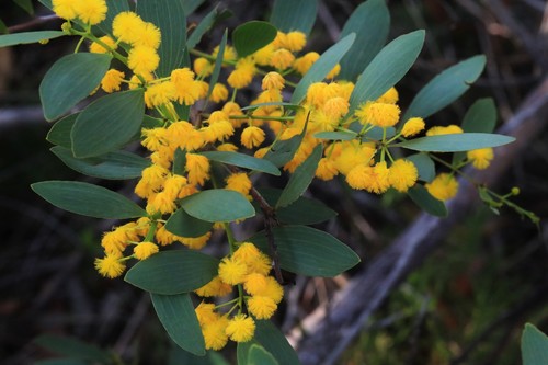 Acacia complanata