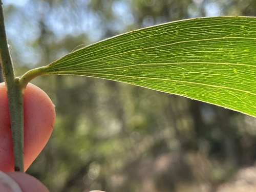 Acacia concurrens (Black wattle) — photo
