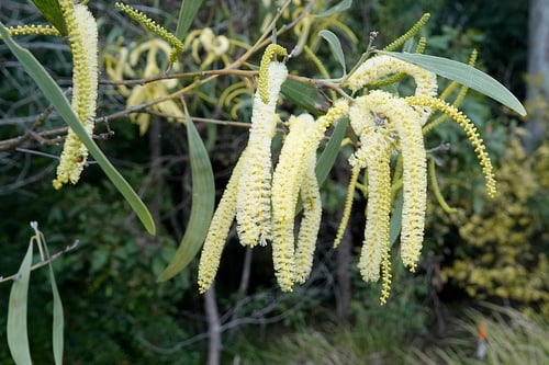 Acacia concurrens (Black wattle) — photo